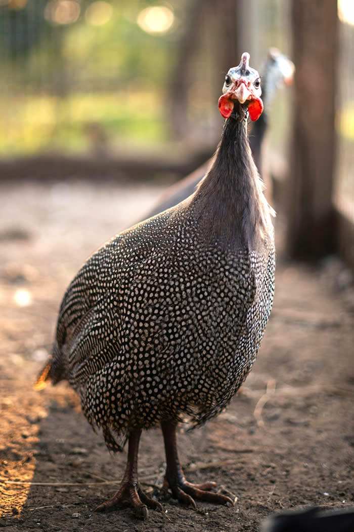 ATAT Donate Guineafowl
