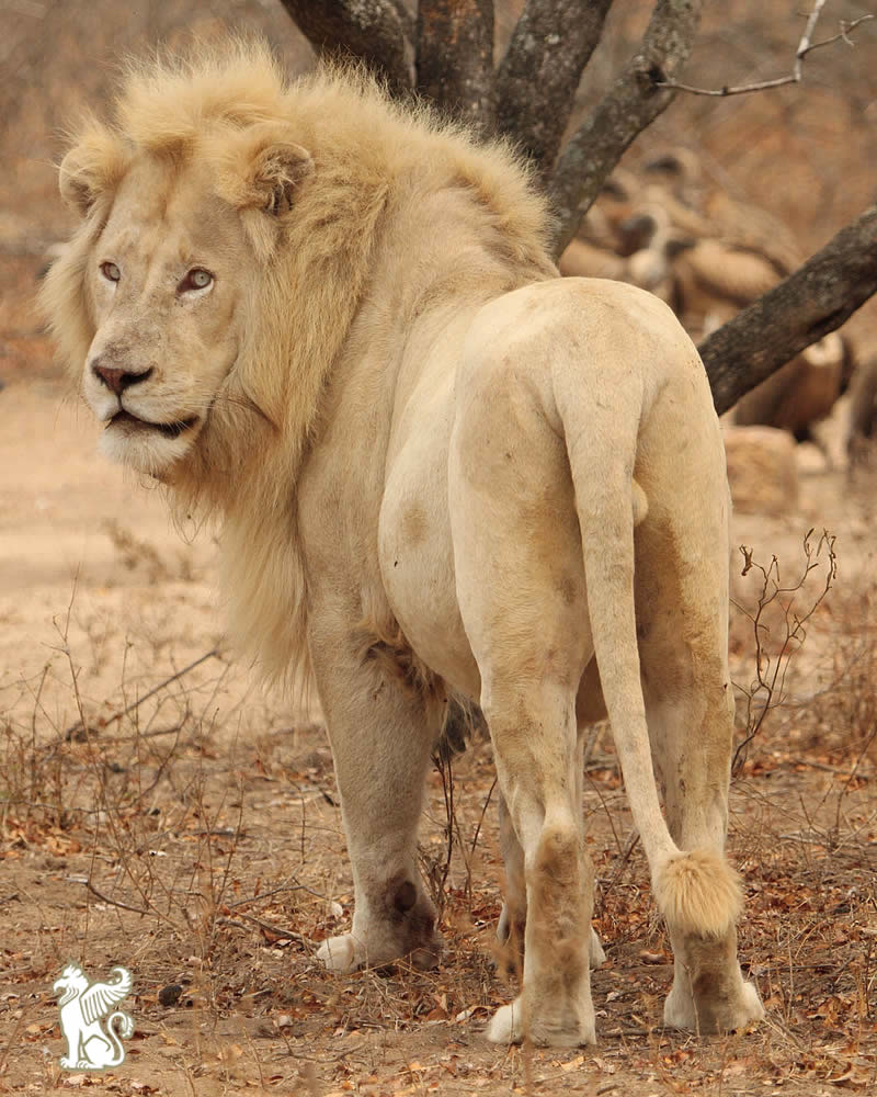 GWLT White Lion Assegaia