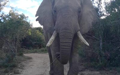 The Long Road Home: Tswale’s Journey to Freedom