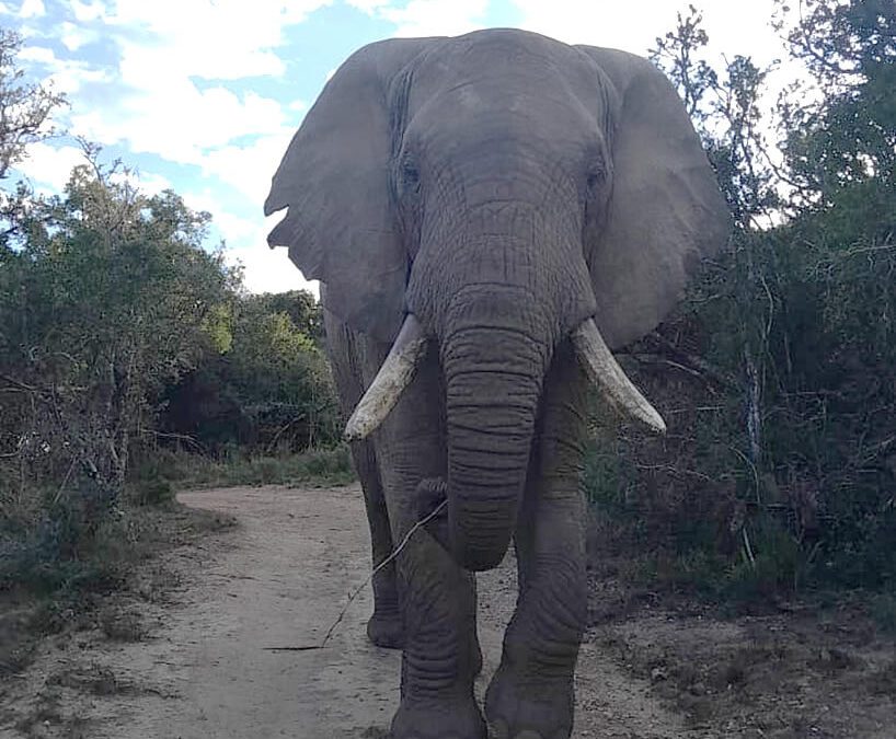 The Long Road Home: Tswale’s Journey to Freedom